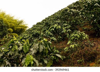 Fields And Coffee Plantations In The Colombian Andes.