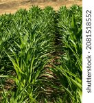 Fields with corn in the foreground and grassy hills in the background. Young corn growing on a farm in Colorado. 