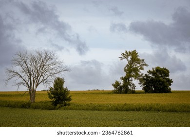 Fields with corn in the foreground and trees in the background under pale grey sky.  Cloudy sky with patches of blue.  Pasture land with corn rows and meadow land. - Shutterstock ID 2364762861