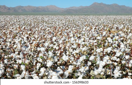 Fields of Cotton