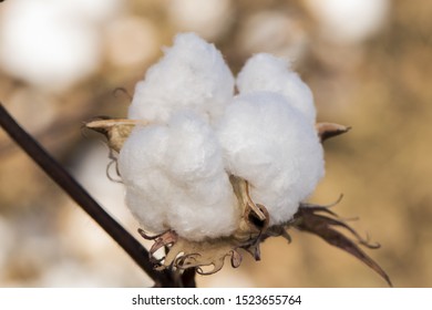 Fields And Cotton Plant In Cultivation, In Southern Spain In Andalusia A Lot Of Cotton Is Prepared To Harvest In Early Autumn Lighting With Flash Or Natural