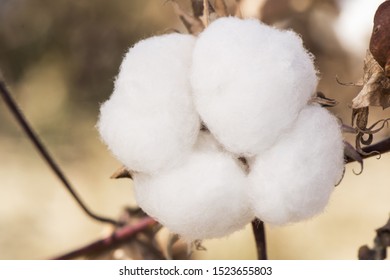 Fields And Cotton Plant In Cultivation, In Southern Spain In Andalusia A Lot Of Cotton Is Prepared To Harvest In Early Autumn Lighting With Flash Or Natural