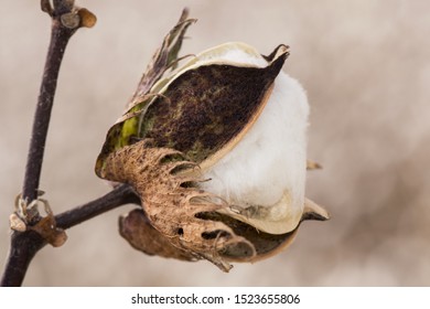 Fields And Cotton Plant In Cultivation, In Southern Spain In Andalusia A Lot Of Cotton Is Prepared To Harvest In Early Autumn Lighting With Flash Or Natural