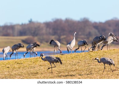 Fields with Cranes in the spring