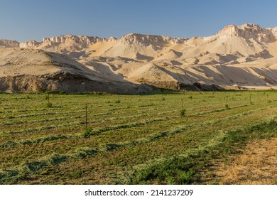 Fields In Dakhla Oasis, Egypt