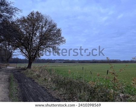 Fields in the Dutch countryside fields near Heeswijk-Dinther, North-Brabant, during a mild winter Stock photo © 