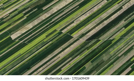 Fields And Farmland Aerial View. Plots Of Land And Crops. Agriculture.