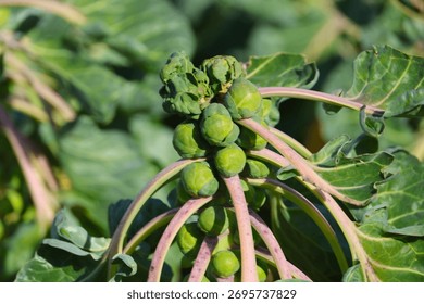 Fields filled with Brussels sprouts to be harvested on the fields in Nieuwerkerk aan den IJssel, The Netherlands