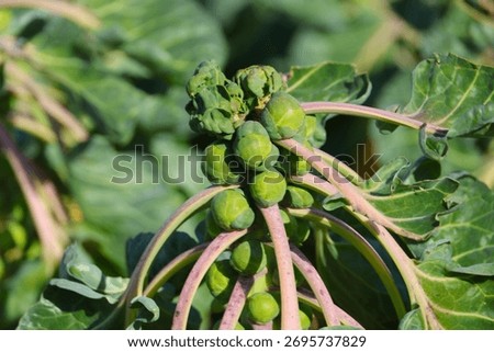 Fields filled with Brussels sprouts to be harvested on the fields in Nieuwerkerk aan den IJssel, The Netherlands