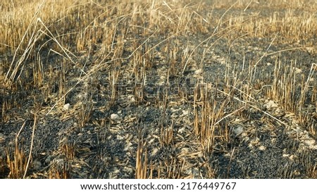 Fields fire blaze barley after flame wild drought dry black earth ground catastrophic pity damage Hordeum vulgare vegetation cereals stand green natural disaster burnt down, drone aerial