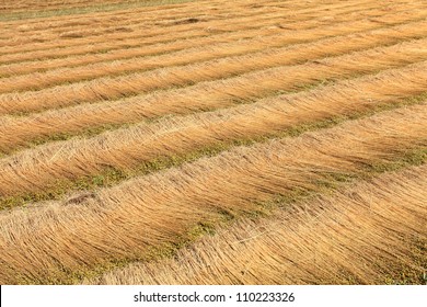 fields of flax harvested drawing lines on the floor