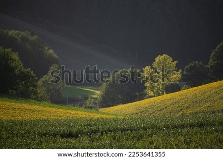 Similar – Image, Stock Photo allgäu. Environment Nature