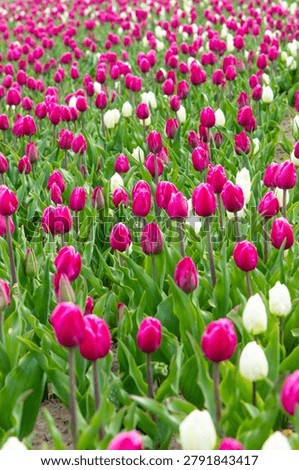 Fields full of blooming tulips create a stunning tapestry of pink and white under the bright blue sky. The lively colors invite onlookers to delight in the beauty of spring.