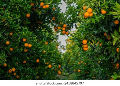 fields in the garden with fruits oranges on the trees harvest 2 - Powered by Shutterstock