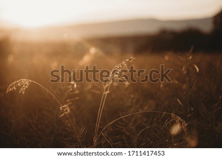 Fields of grain lit by the setting sun in summer. Europe Switzerland.