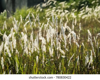 Fields of grass, sun and wind.