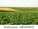 Fields of green plants grow in rows across the landscape. Some areas show yellow crops while the sun shines and skies remain clear in the late afternoon.