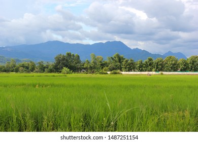 337 Doi nang non Images, Stock Photos & Vectors | Shutterstock