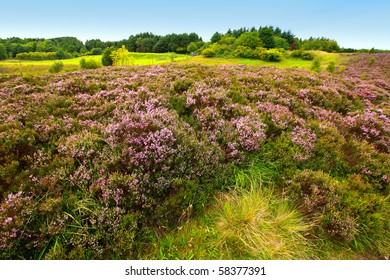 Fields Of Heather In Scotland