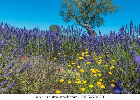 Fields of lavender in bloom on the Valensole plateau, Provence, South of France. Stok fotoğraf © 