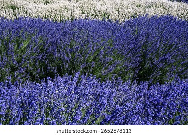 Fields of lavender create a mosaic of vibrant color and sensory delight.