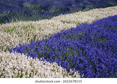 Fields of lavender create a mosaic of vibrant color and sensory delight.