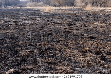 Fields are left burnt and barren after a significant fire event, showcasing the damage to nature and the bleak landscape.