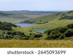 Fields of linseed crops in the South Downs, viewed from Kingston Ridge