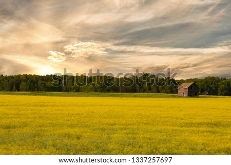 Fields in Manitoba