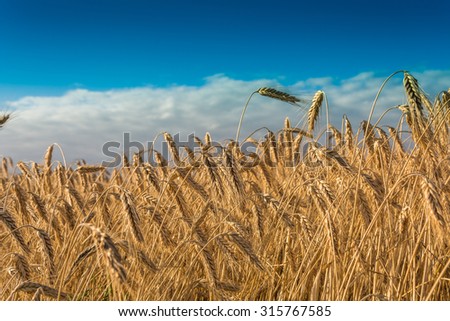 Similar – Image, Stock Photo summer evening Clouds