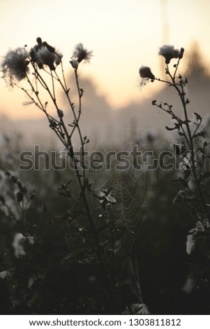 Similar – Grasses, plants and flowers in a field backlit by the evening sun