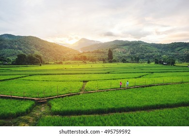 Fields In Nan, Thailand