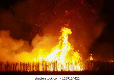 Fields of night