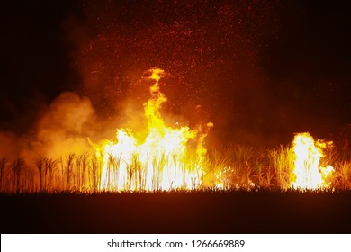 Fields of night