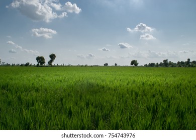 Fields In Okara Punjab, Pakistan