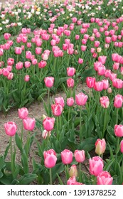 Fields on which bloom pink tulips. Tulip field. Field with pink tulips. Bouquet of flowers. Colorful tulips in the flower garden. Landscape with tulips.
