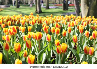 Fields on which bloom red tulips. Tulip field. Field with red and yellow tulips. Bouquet of flowers, red and yellow background