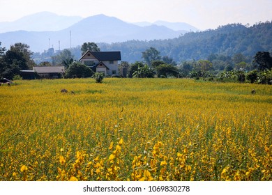 Fields Of Pai, Thailand