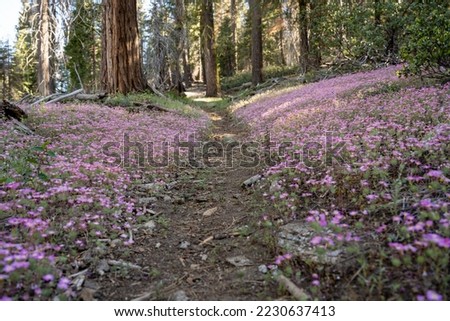 Fields of Pink Clover Blossoms Flank Trail through Sequoia National Park