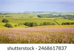 Fields of purple Lacy Phacelia on the south downs near Ditchling Brighton east Sussex south east England UK