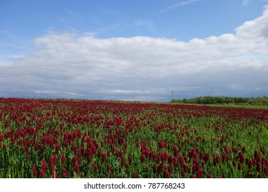  Fields of red clover                              