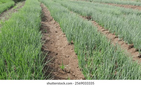 Fields of red onions (Allium Ascalonicum L) grow thickly in farmers' vegetable gardens.