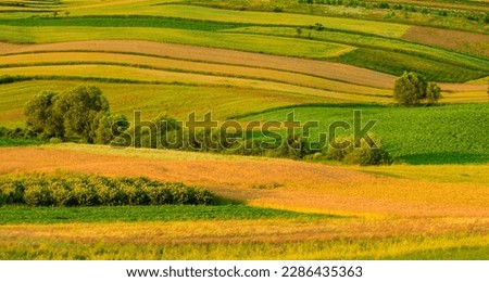 Fields of ripening cereals and other crops (sugar beets, potatoes, chokeberry plantation). Trees and bushes grow between the fields.