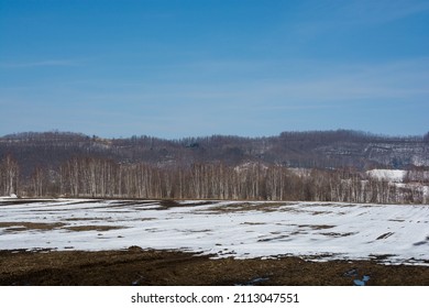 Fields of snow remaining and birch forests in spring 

