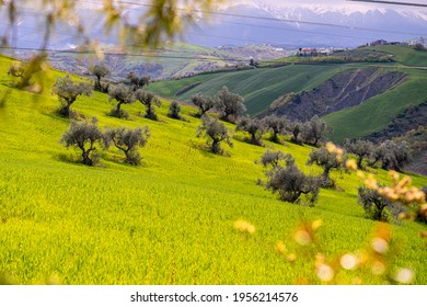 Fields with spring flowers, trees and olive trees in the countryside in Abruzzo, Italy