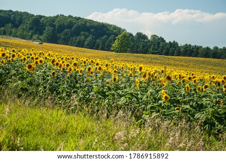 Fields of Sunflowers in Bloom