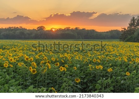 Fields of sunflowers or sun at sunset (Helianthus annuus) grown for its edible seeds, flour and oil. Alsace, France.