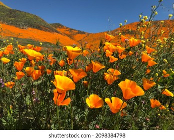 Fields Of Poppy’s At The Super Bloom 