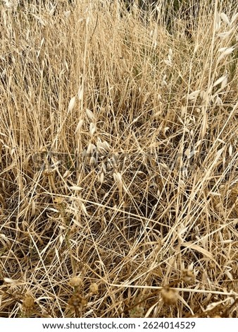 Fields of Tall Dead Grass, Oat Wheat Like Wild Grasses