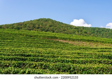 Fields Of Tea, Harvest. Natural Selection, Fresh Tea Leaves At The Tea Farm. Copy Space